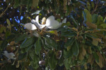 Leaves and White Flower of a Magnolia