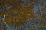 Leaves Beneath Surface of Water