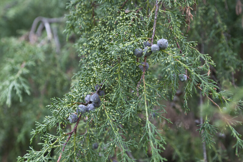 Leaves, Branches, and Berries of a Funeral Cypress