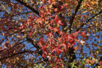 Leaves, Branches, and Flower of an American Sweetgum Tree