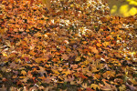 Leaves Covering the Ground at Evergreen Park