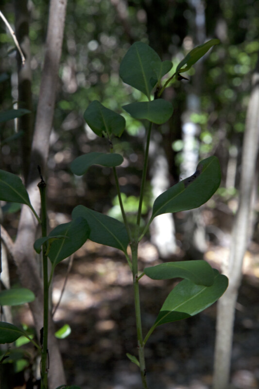 Leaves Extending from a Blolly Branch