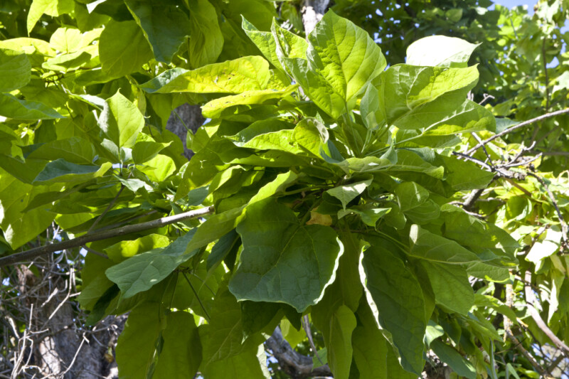 Leaves Extending from a Western Catalpa Branch