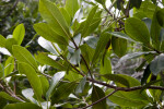 Leaves Extending from the Branches of a Mangrove Tree