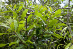 Leaves Extending from Wax Myrtle Branches