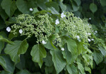 Leaves, Flowers, and Flower Buds of a Climbing Hydrangea