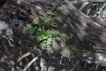 Leaves Growing Out of a Branch Above Mangrove Prop Roots