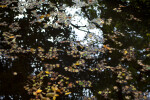 Leaves in a Pond
