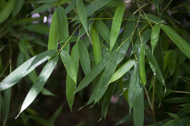Leaves of a Bamboo Plant