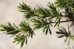 Leaves of a Bay-Cedar