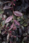 Leaves of a "Burgundy" Chinese Fringe Flower