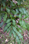 Leaves of a Longan Tree