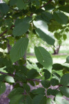 Leaves of a Sargent Cherry Tree