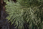 Leaves of a Sierra Redwood