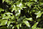 Leaves of a Spanish Lime