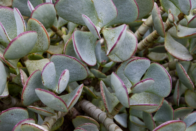 Leaves of a Succulent Tree