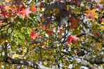 Leaves of an American Sweetgum Tree