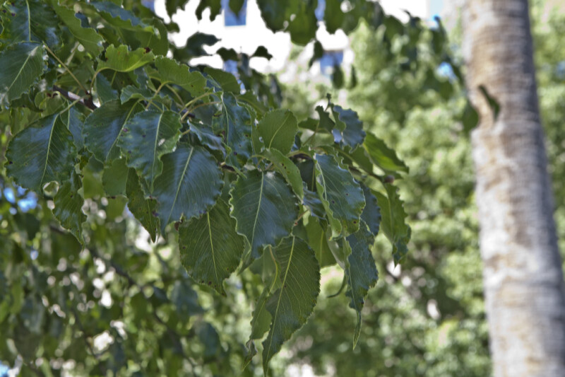 Leaves of an Evergreen Pear Tree
