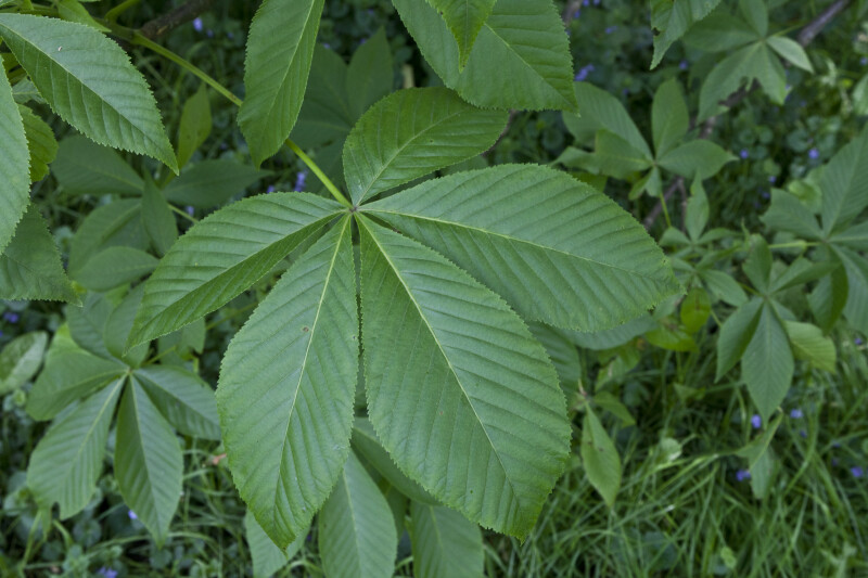 Leaves of an Ohio Buckeye