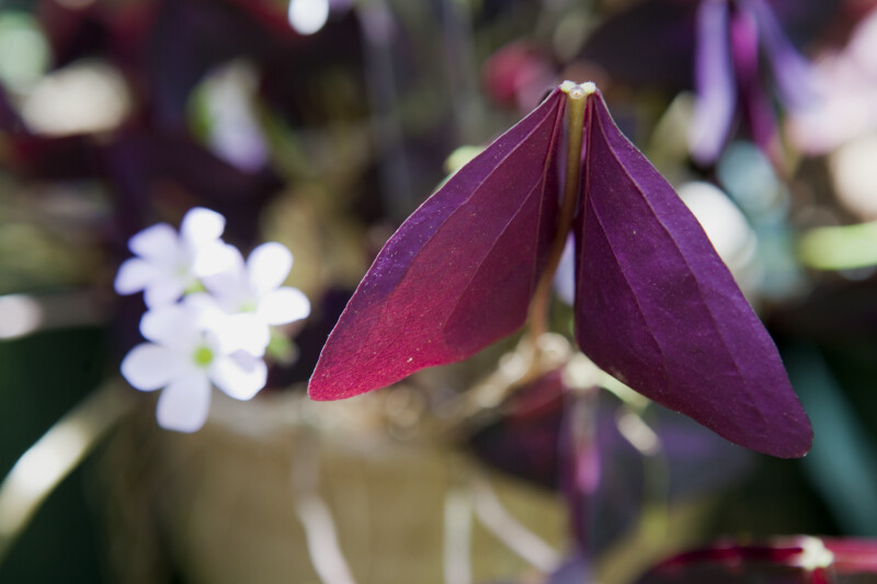 Leaves of an Oxalis triangularis