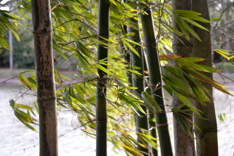 Leaves of Bamboo Plants Blowing in the Wind