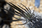 Leaves of Pachypodium geayi