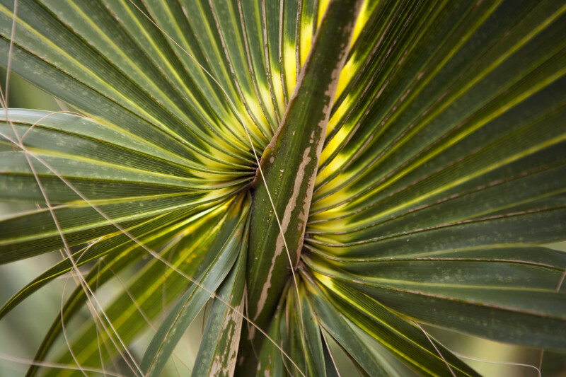 Leaves of the Cabbage Palm