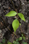 Leaves of Three