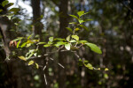 Leaves on a Crabwood Branch