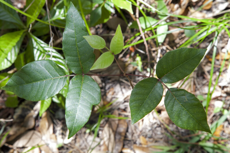 Leaves Radiating from a Central Red Branch