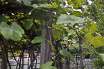 Leaves, Stems, and Woody Branches of a Grape Vine Growing on a Wooden Trellis