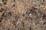 Leaves that are Scorched and Brown