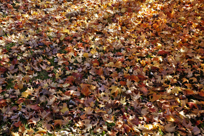 Leaves with Light Colors Covering the Ground at Evergreen Park