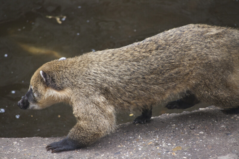 Left Side of a Ring-Tailed Coati