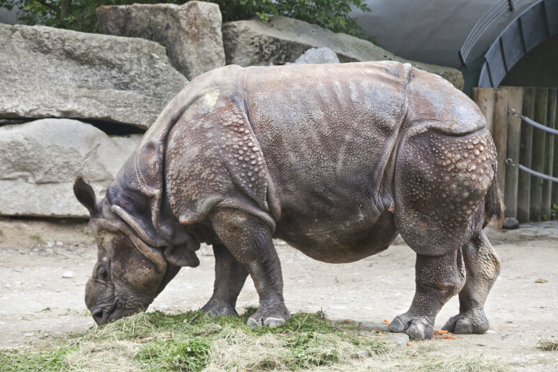 Left Side of Indian Rhinoceros