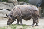 Left Side of Indian Rhinoceros