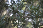 Lemon Bottlebrush Branches