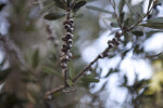 Lemon Bottlebrush Stem