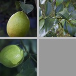 Lemons photographs
