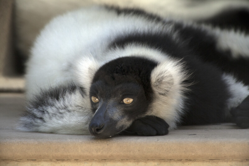 Lemur Lying on Wood with Eyes Wide Open