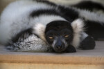 Lemur Resting with Eyes Partially Open