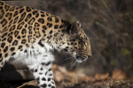Leopard from the Side