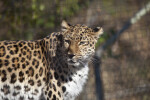 Leopard Looking