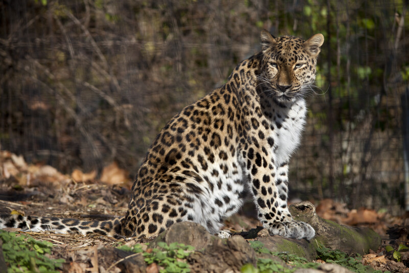 Leopard Sitting