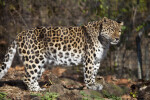 Leopard Standing