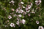 Leptospermum Flowering Branches