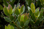 Leucadendron Cloudbank Ginny Leaves