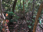 Lichen-Covered Trees