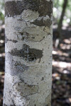 Lichens Growing on a Milkbark Tree