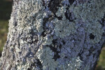 Lichens that have Nearly Covered Trunk of Tree